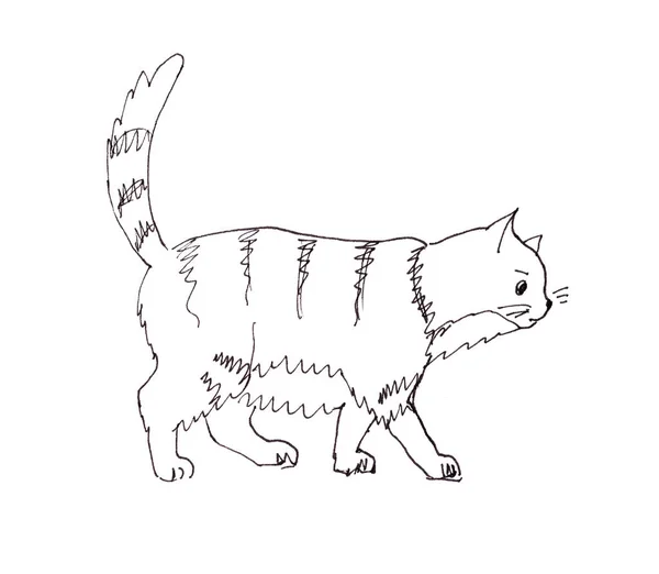 Графический Черно Белый Рисунок Толстой Полосатой Кошки Идет Поднятым Хвостом — стоковое фото