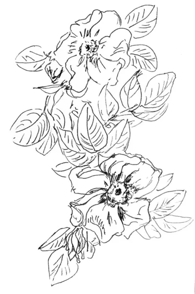 Dessin Linéaire Graphique Noir Blanc Branche Cynorrhodon Avec Des Fleurs — Photo