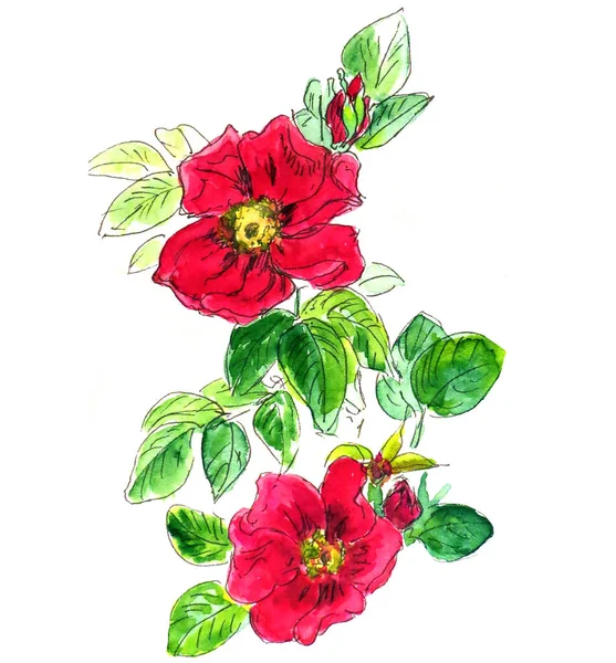 Acuarela dibujo gráfico en color de una rama de rosa mosqueta con flores de color burdeos y hormigones sobre un fondo blanco —  Fotos de Stock