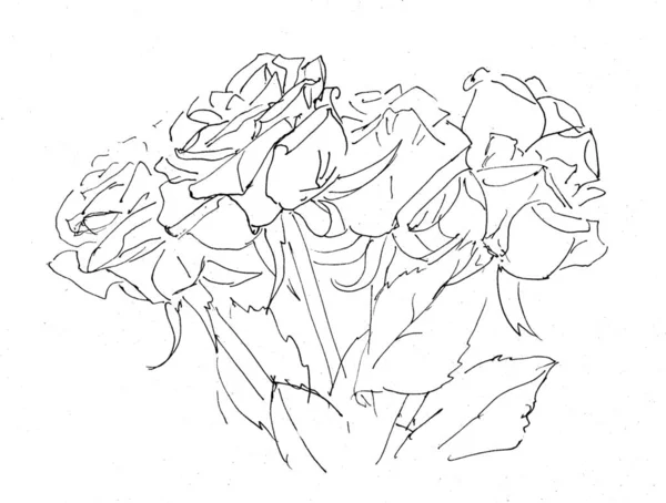 Contorno Bouquet Arte Linear Preto Branco Rosas Ilustração Alta Qualidade — Fotografia de Stock