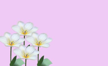 dört beyaz lale, sarı merkezli ve leylak kaplamalı. Yüksek kaliteli illüstrasyon