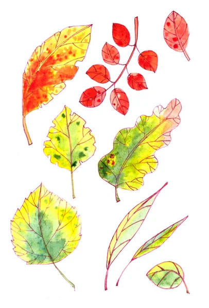 Set Autumn Yellow Red Orange Green Leaves White Background Graphic — Stock Photo, Image