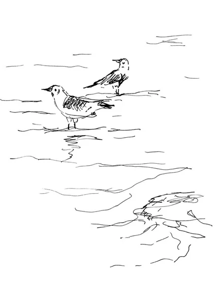 Graphic Linear Black White Drawing Seagulls Walking Coastal Wave High — Stock Photo, Image