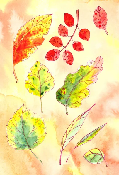 Set Autumn Yellow Red Orange Green Leaves Textured Yellow Orange — 스톡 사진