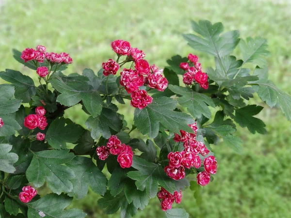 Gentle Bright Inflorescences Red Hawthorn Blurred Green Background High Quality — Stok fotoğraf