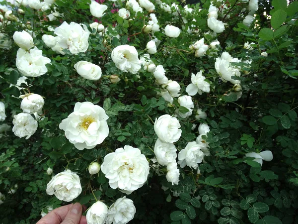 Delicadas Flores Rosa Mosqueta Blanca Sobre Fondo Follaje Verde Borroso — Foto de Stock