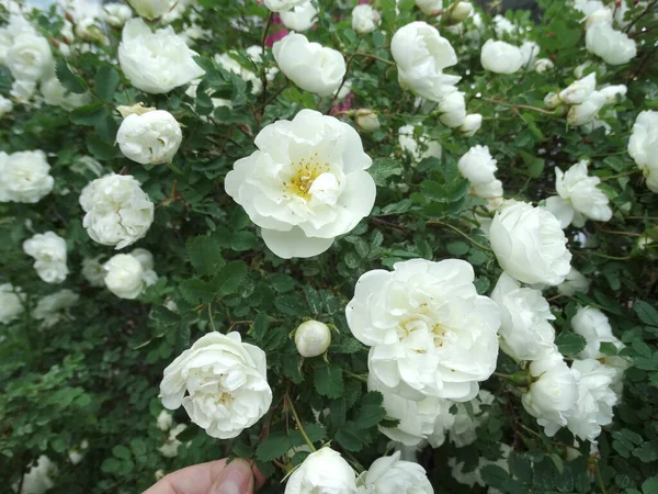 Delicadas Flores Rosa Mosqueta Blanca Sobre Fondo Follaje Verde Borroso — Foto de Stock