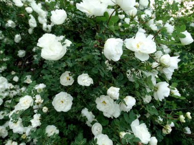 Bulanık yeşil yapraklı narin gül çiçekleri. Yüksek kalite fotoğraf