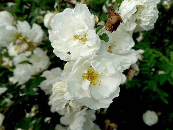Delicadas Flores Rosa Mosqueta Blanca Sobre Fondo Follaje Verde Borroso — Foto de Stock