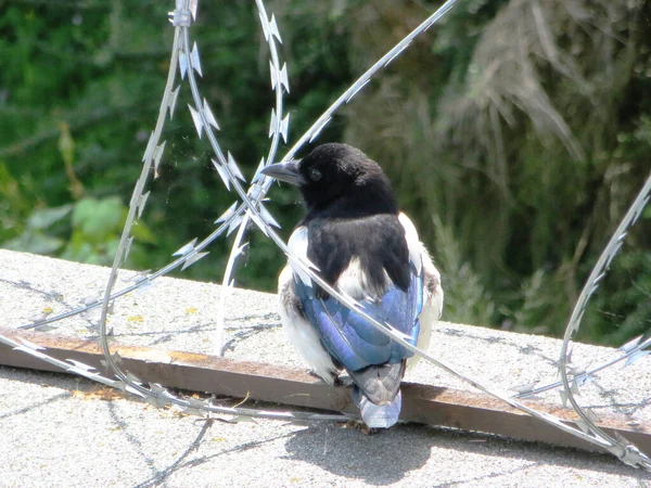 Chick Magpie Sits Protected Barbed Wire Fence High Quality Photo — Stockfoto