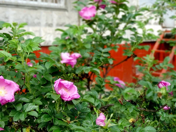 Flowering Rose Rosehip Bush Blurry Multi Colored Background High Quality — 스톡 사진