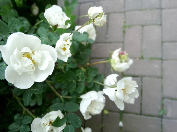 Delicadas Flores Rosa Mosqueta Blanca Sobre Fondo Borroso Con Espacio — Foto de Stock