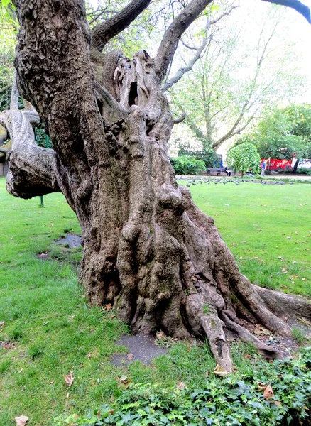 Muito Velho Texturizado Artsy Grossa Árvore Semi Seca Parque Londres — Fotografia de Stock