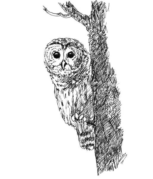 Graphic Black White Drawing Owl Peeks Out Tree Trunk High — Stock Photo, Image