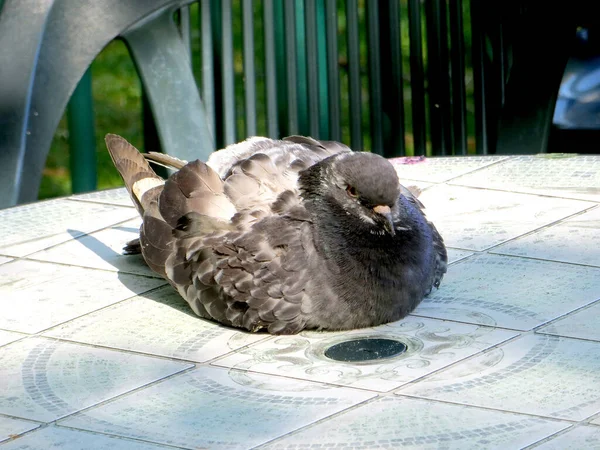 Pigeon Repose Sur Une Table Dans Parc Jour Été Photo — Photo