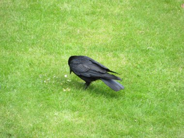 black crow looking for food among the green lawn and copy spase. High quality photo