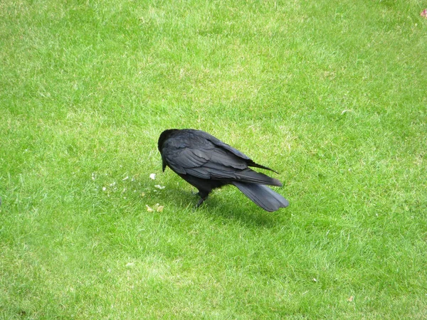 Black Crow Looking Food Green Lawn Copy Spase High Quality — Stock Photo, Image