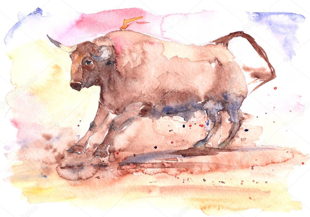 a spanish bull digs a hoofed ground in an arena during a bullfight in Spain, a watercolor drawing, 2021 symbol. High quality illustration