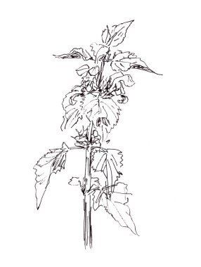 Flora, Wildflowers, White Dead Nettle, grafik siyah beyaz çizim, botanik çizim. Yüksek kaliteli illüstrasyon
