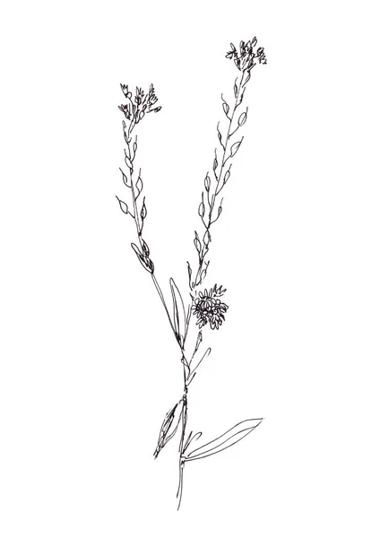 Hoary Alyssum Berteroa Incana Pianta Medicinale Disegno Grafico Bianco Nero — Foto Stock