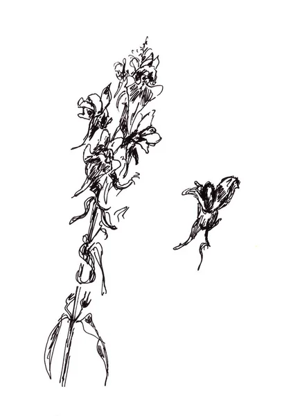 Toadflax Dibujo Gráfico Blanco Negro Boceto Botánico Ilustración Alta Calidad —  Fotos de Stock