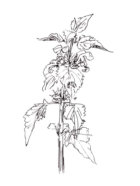 Flora Wildflowers White Dead Nettle Grafikus Fekete Fehér Rajz Botanikai — Stock Fotó
