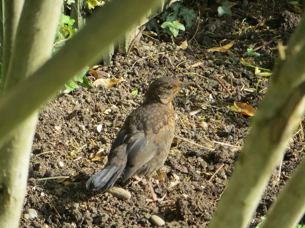 Poussin Étourdissant Sur Sol Parmi Les Fourrés Photo Haute Qualité — Photo