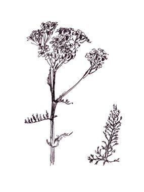 Kenar, çiçek desenli folyo ve beyaz arka planda ayrı bir kiremit yaprağı. grafik siyah beyaz çizim, botanik çizim