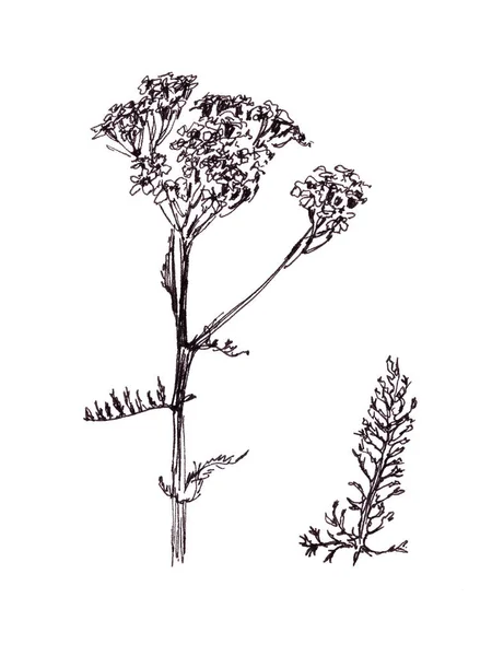 Yarrow Milfólie Květinami Samostatný List Šipky Bílém Pozadí Kresba Černobílá — Stock fotografie