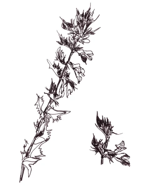 蓝色的奶牛麦片 黑头金银花 黑色和白色的图画 植物草图 手拉着花在俄罗斯 它被称为伊万 玛莉亚 高质量的例证 — 图库照片