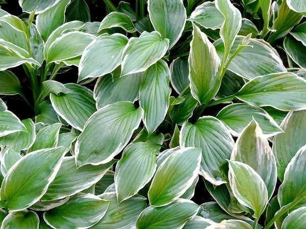 Abstrakte Dekorative Florale Hintergrund Hosta Blätter Mit Weißem Rand Hochwertiges — Stockfoto
