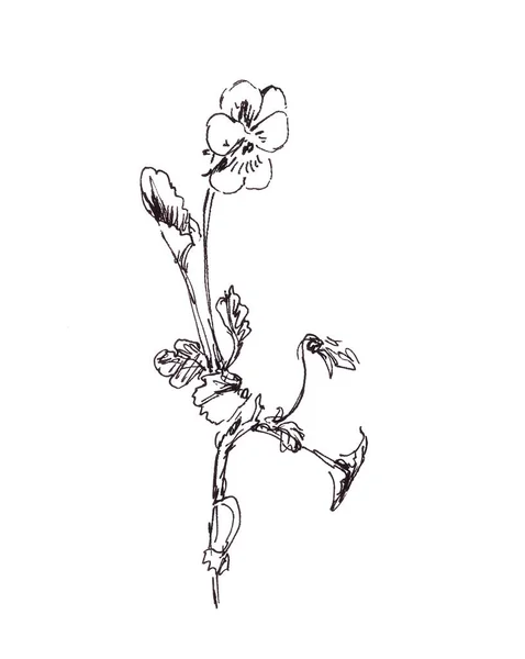 큐피드의 숙녀의 외모와 보라색 야생의 Viola Tricolor 그래픽 식물학 스케치 — 스톡 사진