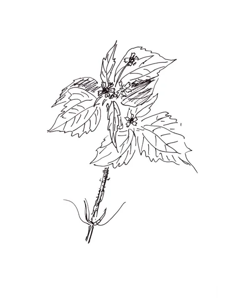 Galinsoga Parviflora Kew Weed Galant Solar グラフィック黒と白の図面 植物のスケッチ 手描きの花 薬草だ — ストック写真