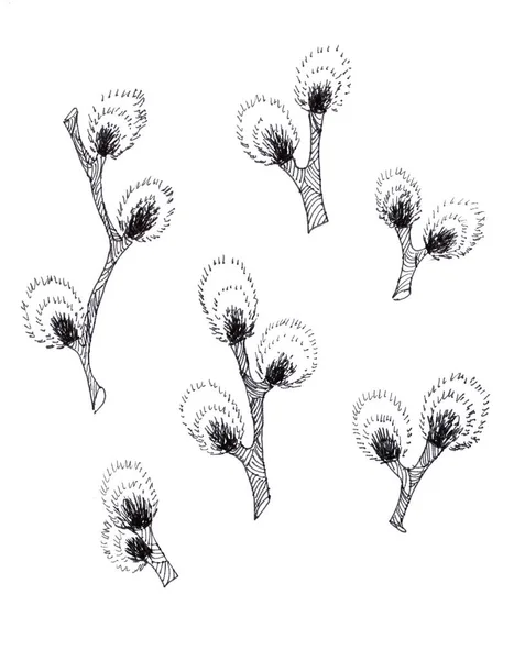 Beyaz Arka Planda Çiçek Açan Söğüt Ağacının Siyah Beyaz Desenli — Stok fotoğraf
