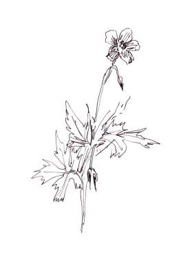 Geranium pratense, çayır turna gagası, çayır sardunyası, botanik çizimi, grafik siyah beyaz desen. Yüksek kaliteli illüstrasyon