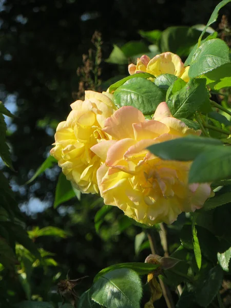 Delicate Grandi Rose Gialle Uno Sfondo Sfocato Verde Lussureggiante Foto — Foto Stock