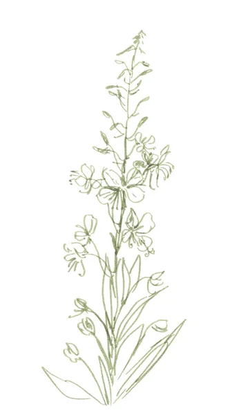 Bloeiende Sally Fireweed Grafische Monochrome Tekening Botanische Schets Met Hand — Stockfoto