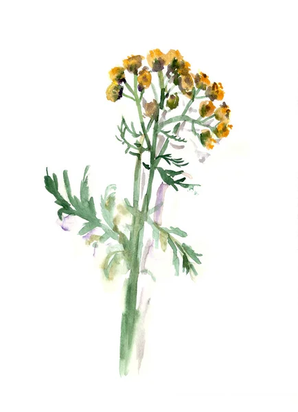 Aquarela Desenho Botânico Ilustração Tansy Flores Ramos Ilustração Alta Qualidade — Fotografia de Stock