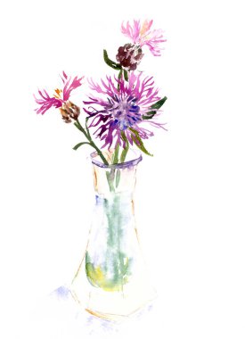 Pembe çayır çiçeğinin suluboya çizimi, cam vazoda Centaurea Jacea. Yüksek kaliteli illüstrasyon