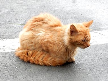 Uzun beyaz bıyıklı kızıl kedi yolda oturuyor. Yüksek kalite fotoğraf