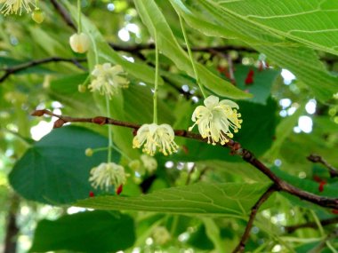Çiçek açan kireç ağacı, parlak güneşli bir yaz gününde, bulanık yeşil arka planda ıhlamur ağacı. Yüksek kalite fotoğraf