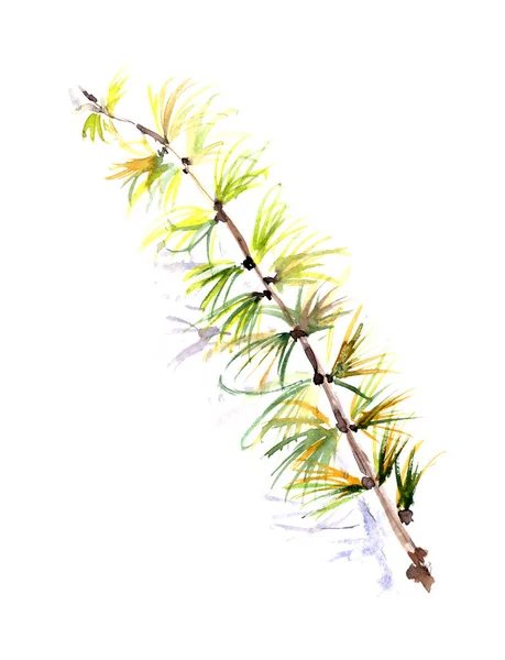 Akvarel Načrtněte Botanickou Kresbu Podzimní Modřínové Větve Žlutými Zelenými Jehlami — Stock fotografie