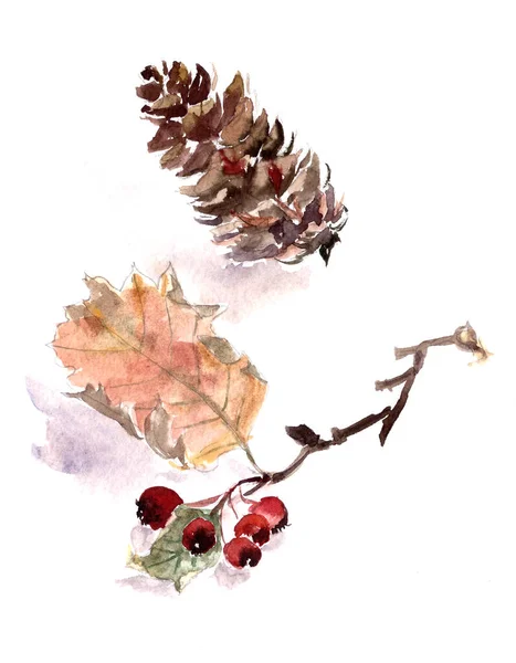 秋天山楂的枝条 有浆果和黄叶 白色背景上有一个云杉锥 水彩画 阴影模糊 高质量的例证 — 图库照片