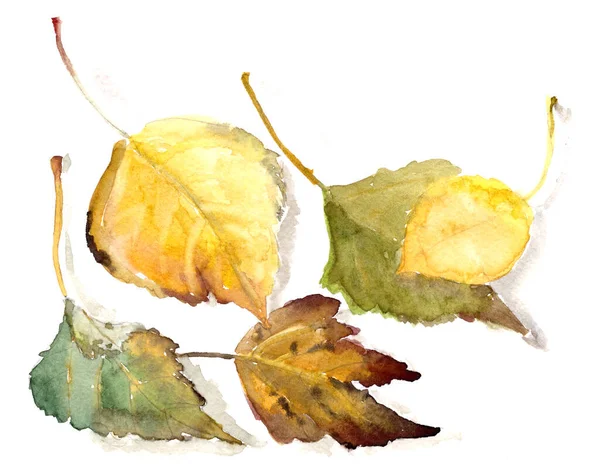 Акварельний Малюнок Ботанічного Ескізу Осіннє Листя Тополя Білому Тлі Високоякісна — стокове фото