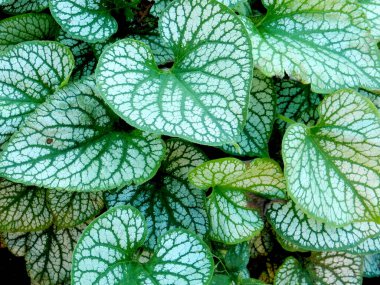 Beyaz ve yeşil yaprakların soyut bitki arka planı. Yüksek kalite fotoğraf