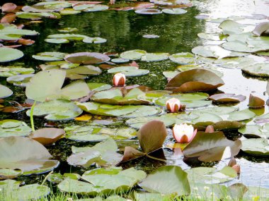 Beyaz nilüferler ve yapraklar yansımalarla gölün üzerinde yatıyorlar.