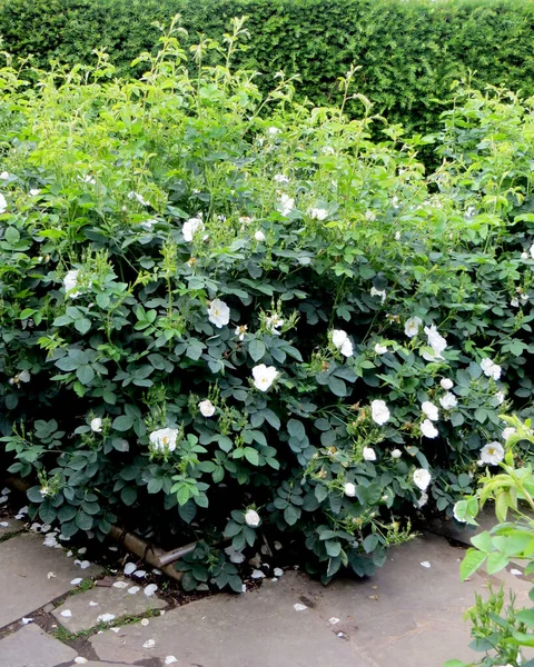 Berbunga semak mawar putih pada latar belakang hijau kabur — Stok Foto