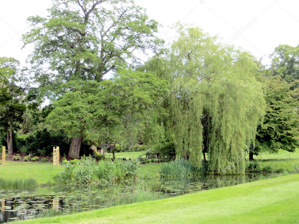 park landscape of weeping willow over overgrown water lilies pond
