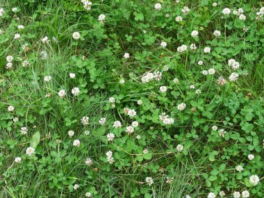 Bulanık yeşil arka planda yeşil çimlerde açan beyaz yonca