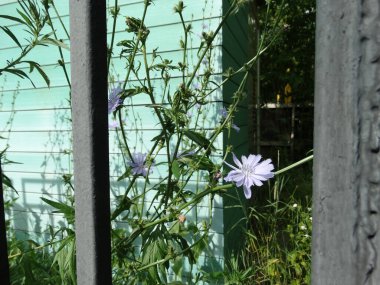 Ahşap desenli turkuaz naneli tahta bir duvarın soyut dokusal arka planında mavi narin hindiba çiçekleri.
